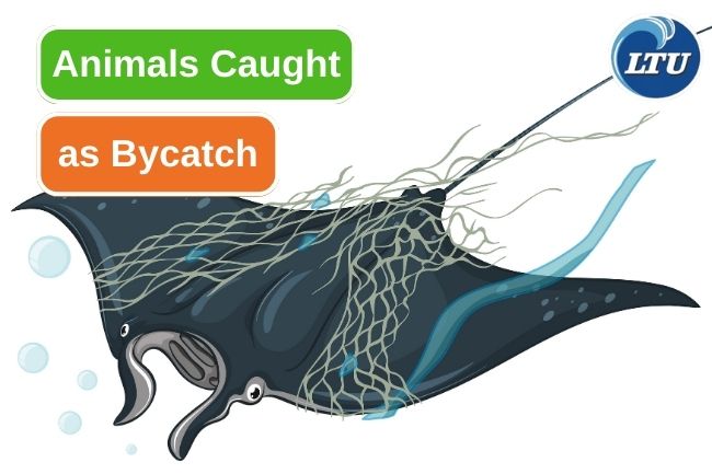 6 Marine Animal That Frequently Caught As Bycatch